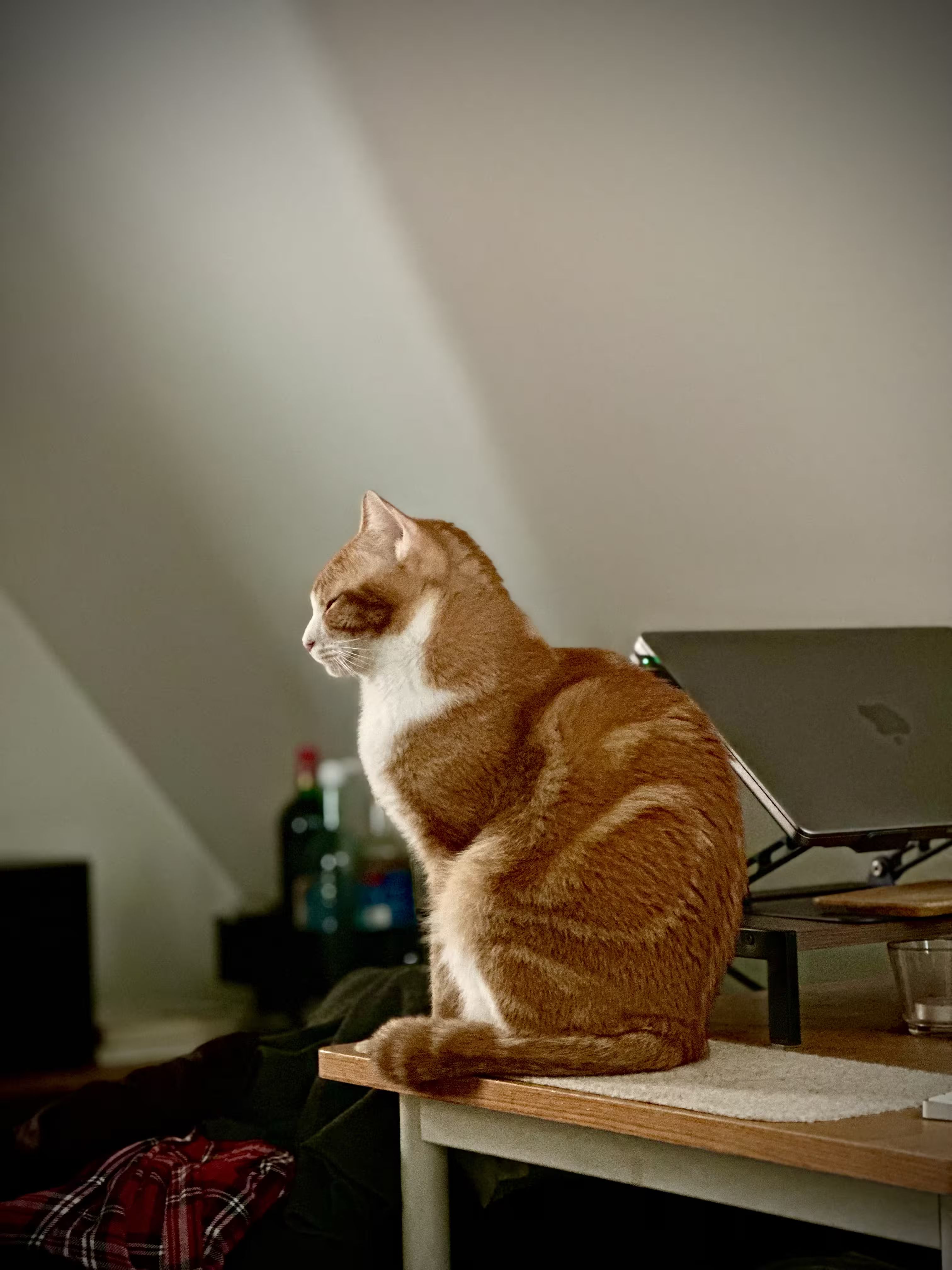 Cardamom posing against the slanted wall.